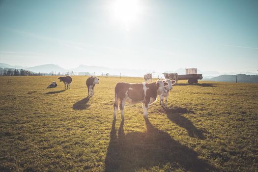 Happy cows are grazing on the green wide meadow