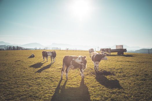Happy cows are grazing on the green wide meadow