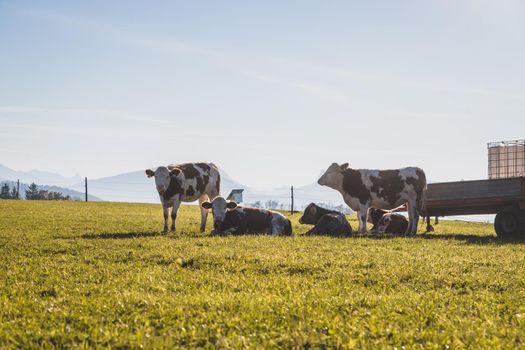 Happy cows are grazing on the green wide meadow