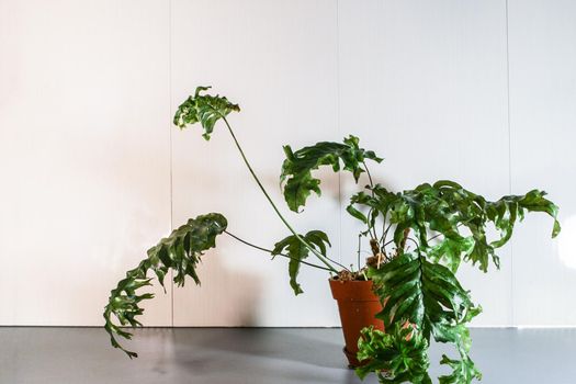 Phlebosia Nicolas Diamond fern rare potted house plant