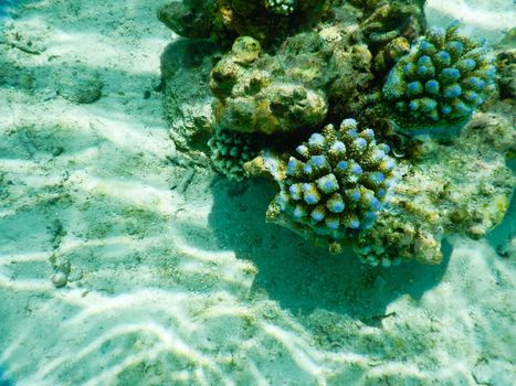 Maldives, a new coral that grows on the barrier destroyed by the 2004 tsunami