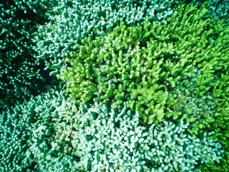 Maldives, a new coral that grows on the barrier destroyed by the 2004 tsunami