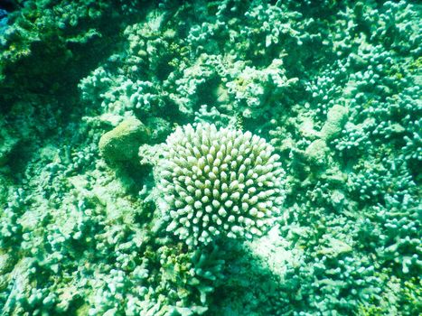 Maldives, a new coral that grows on the barrier destroyed by the 2004 tsunami