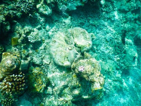 Maldives, a new coral that grows on the barrier destroyed by the 2004 tsunami