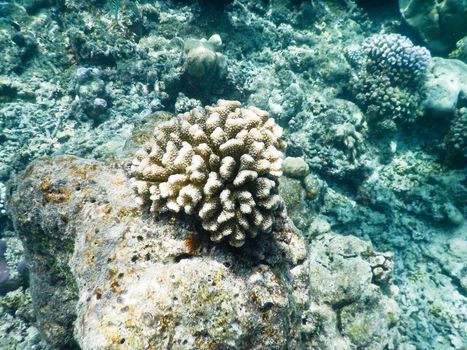 Maldives, a new coral that grows on the barrier destroyed by the 2004 tsunami