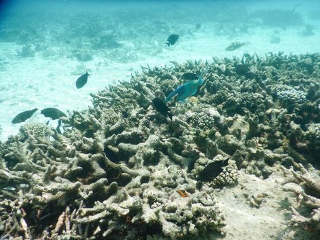 Maldives, tropical fish on the coral reef destroyed by the tsunami and regrowth coral