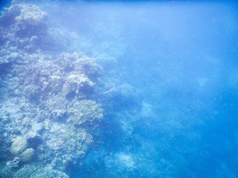 Maldives, tropical fish on the coral reef destroyed by the tsunami and regrowth coral - puppy shark