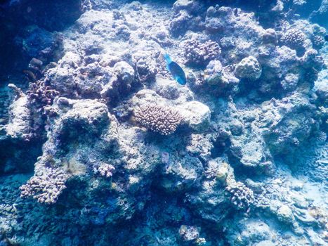 Maldives, tropical fish on the coral reef destroyed by the tsunami and regrowth coral