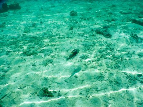 Maldives, tropical fish on the coral reef destroyed by the tsunami and regrowth coral