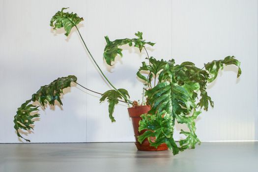 Phlebosia Nicolas Diamond fern rare potted house plant
