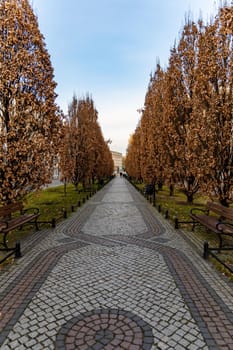 Long pavement with high trees and benches around