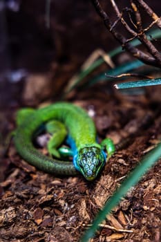 Small green lizard resting in terrarium with branches and straws around