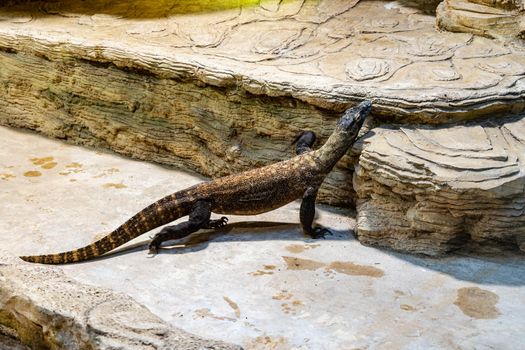 Giant lizard walking on stony steps