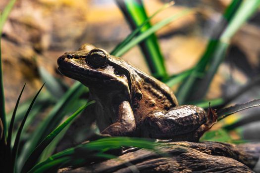 Giant brown frog with big eyes sitting on wooden branch with green straws around