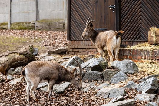 Dybowski's deers Cervus nippon hortulorum eating straws near stones