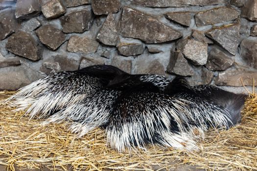 Few Porcupines Hystricidae sleeping on yellow dry straws