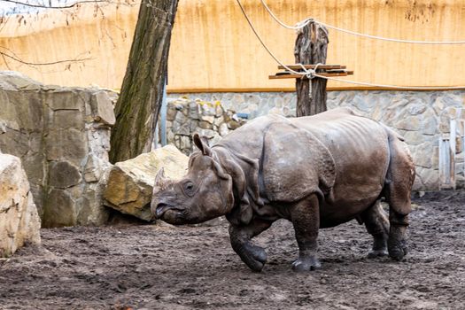 Huge rhinoceros Rhinocerotidae running on big square