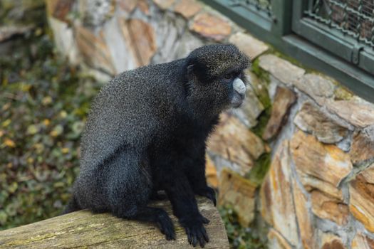 Dark monkey with gray nose sitting on wooden beam