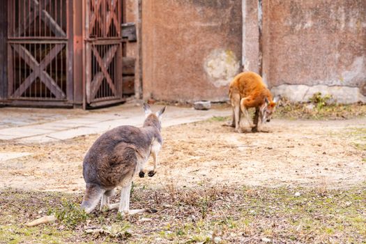 Gray and orange kangaroos Macropodidae sitting in sandy square