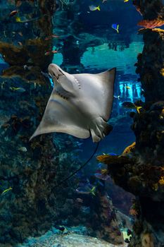 Large spiny stingray Raja clavata swimming in large swimming pool with coral reef