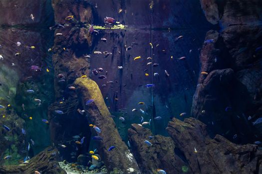 A lot of small colorful fishes in large aquarium