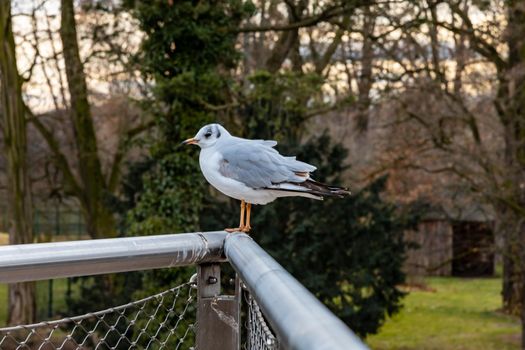 Gray seagull common gull Larus canus with white wings and feathers sitting on metal railing