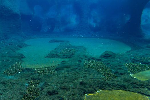 Big colorful underwater swimming pool for penguins