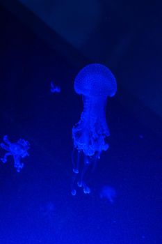Small Jellyfishes Cnidaria in big dark aquarium