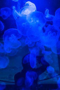 A lot of small Jellyfishes Cnidaria in big dark aquarium