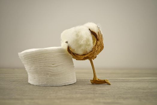 Raw cotton boll and stack of makeup remover pads. Concept of natural cotton products