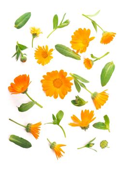 Calendula. Marigold flower isolated on white background with copy space for your text. Top view