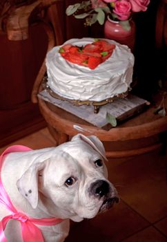 Tart with strawberries and whipped cream decorated with mint leaves. dog, american bulldog
