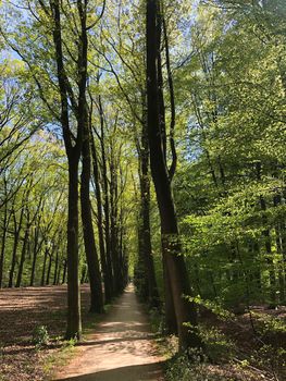 Forest around Vorden in Gelderland, The Netherlands