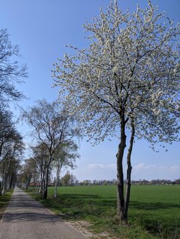 Tree in blossom during spring in Gelderland, The Netherlands