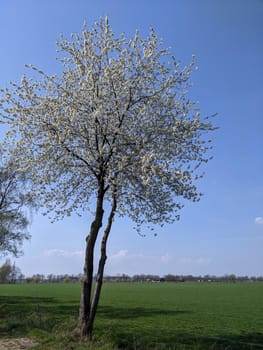 Tree in blossom during spring in Gelderland, The Netherlands