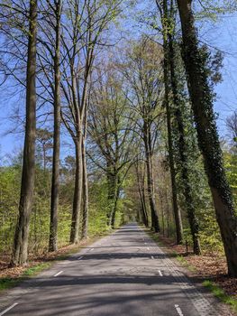 Road through the forest around Vorden during spring in Gelderland, The Netherlands