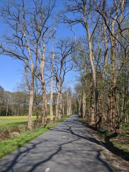Empty road through the forest around Vorden in Gelderland, The Netherlands