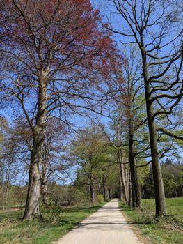 Road through the forest around Medler during spring in Gelderland, The Netherlands