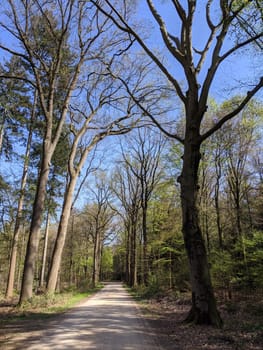 Road through the forest around Medler during spring in Gelderland, The Netherlands