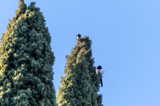 pair of magpie birds sitting on a pine waiting for food
