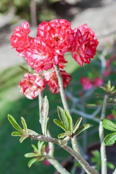 Red and white Adenium obesum - Adenium flower or desert rose flower.