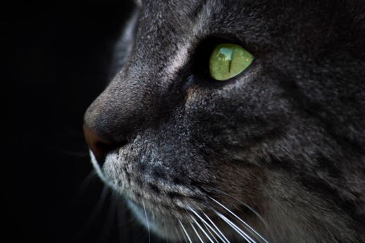The view from the side is isolate on a black background. Green eyes