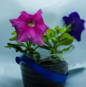 Red blossom of Petunias