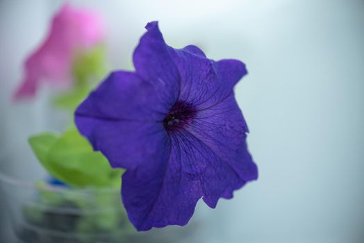 The purple blossom of Petunias