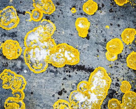 Yellow lichen on grey rock texture