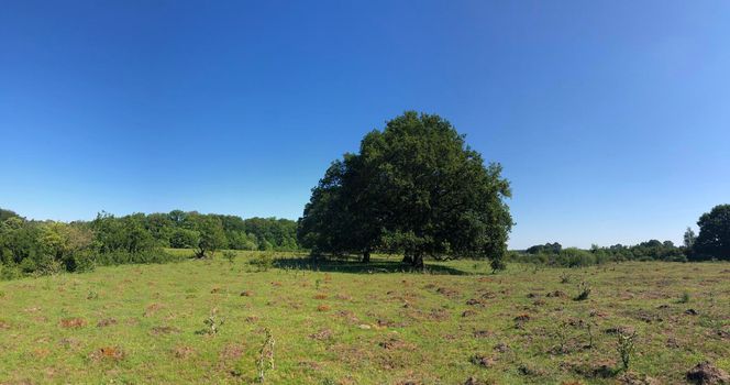 Panorama from nature around Beerze in Overijssel The Netherlands