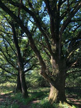 Forest around Beerze in Overijssel The Netherlands