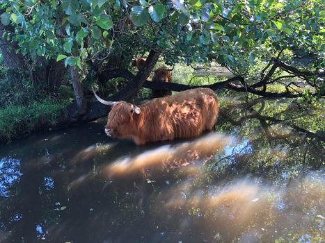 Highland cattle in a river around Beerze, Overijssel The Netherlands