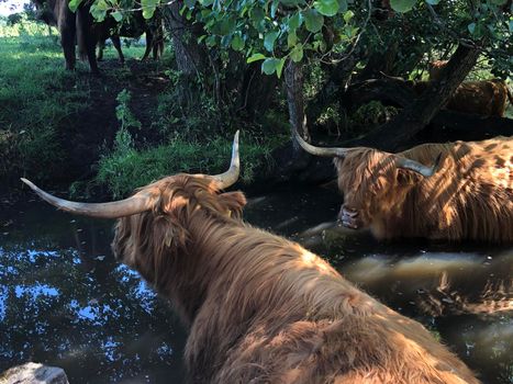 Highland cattle in a river around Beerze, Overijssel The Netherlands
