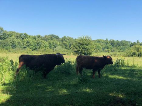Highland cattle around Beerze, Overijssel The Netherlands